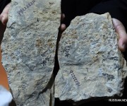 Китайские исследователи представили результаты исследования цветка возрастом 174 миллиона лет