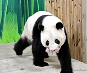 Маленький бамбуковый медвежонок родился в Chimelong Safari Park города Гуанчжоу