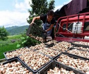 Урожай грибов агариков собирают в провинции Гуйчжоу