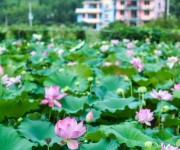 Сад цветущих лотосов в деревне Уцунь
