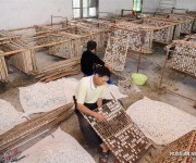 Развитие шелководства в городе Хайань провинции Цзянсу