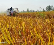 Сезон сбора урожая в Китае