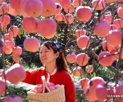 Конкурс на самые красивые и вкусные яблочки в провинции Шаньдун