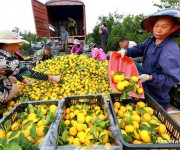 Сбор урожая мандаринов в провинции Цзянси