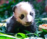 Привет от панды Лун Цзай из Гуанчжоу