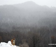 Уссурийские тигры готовятся к зиме