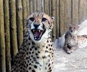 Гепарды из Южной Африки в зоопарке города Чжэнчжоу
